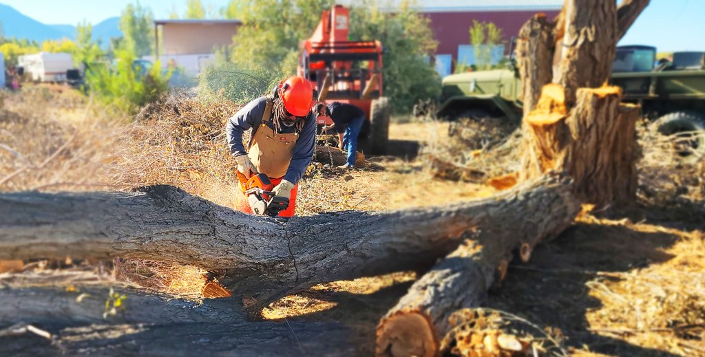 Chainsaw cutting through a large fallen tree trunk during tree removal work.